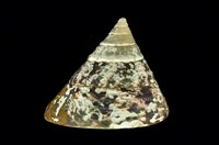 藏品(牛蹄鐘螺)的圖片